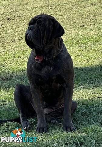 Ultimate Mastiff