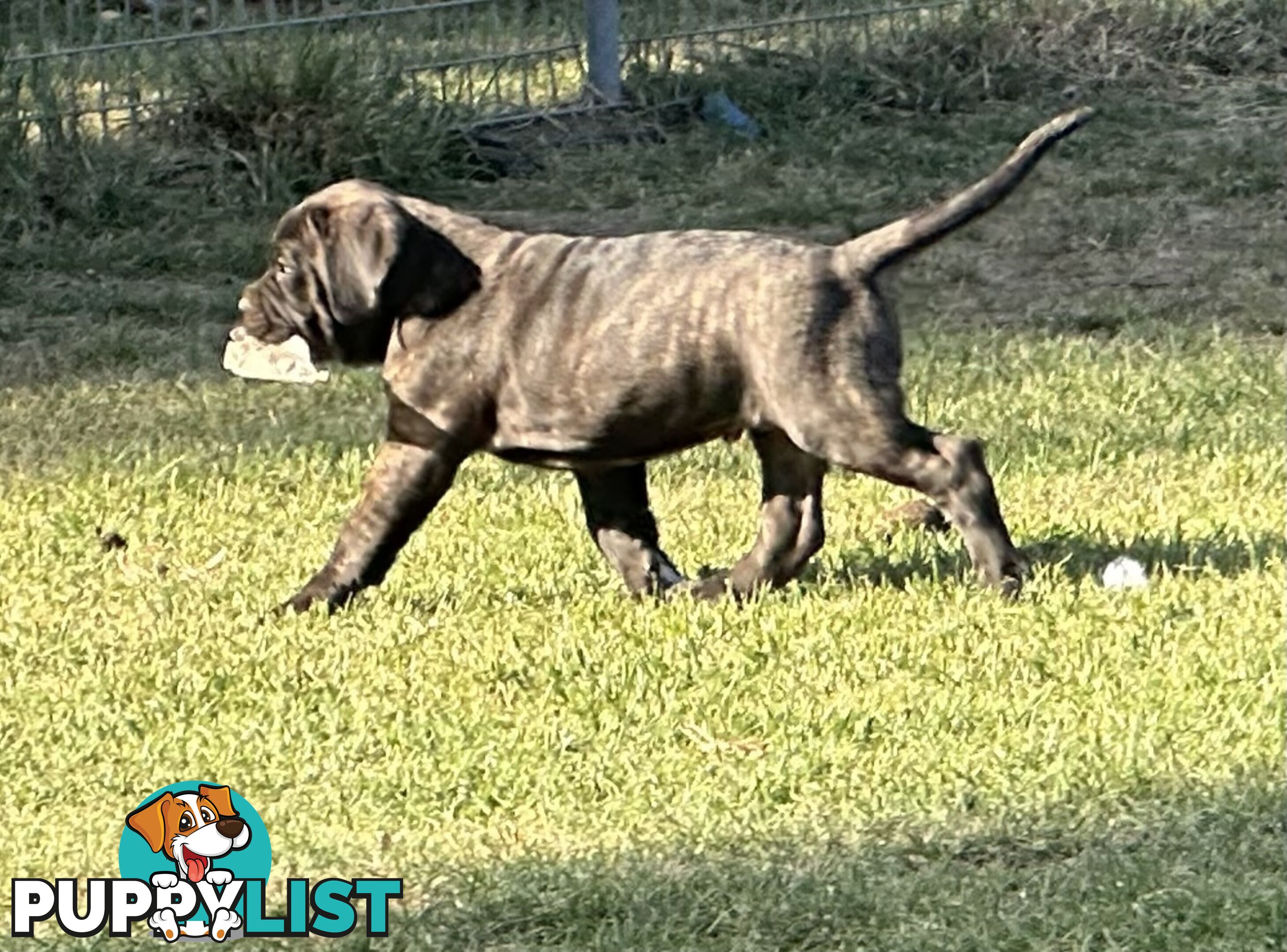 Ultimate Mastiff