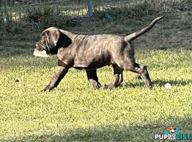 Ultimate Mastiff