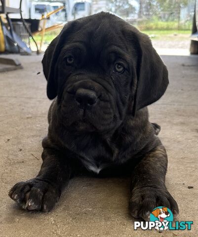 Ultimate Mastiff