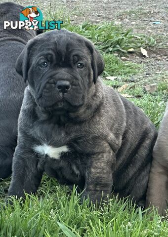 Ultimate Mastiff