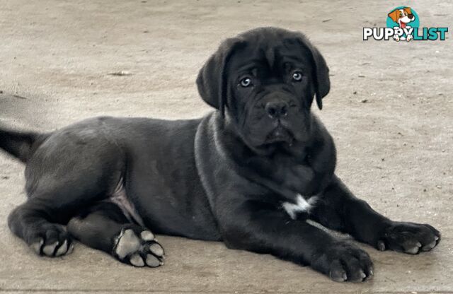 Ultimate Mastiff