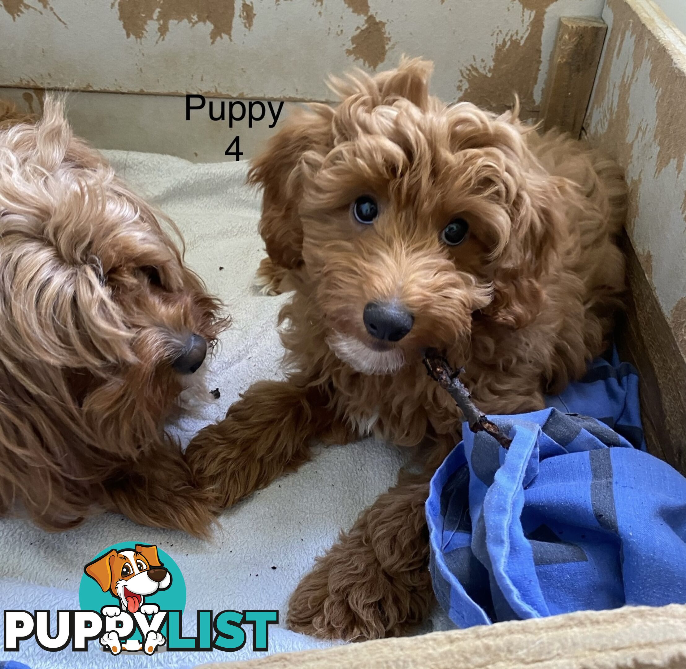 Gorgeous Male Toy Cavoodle Puppies