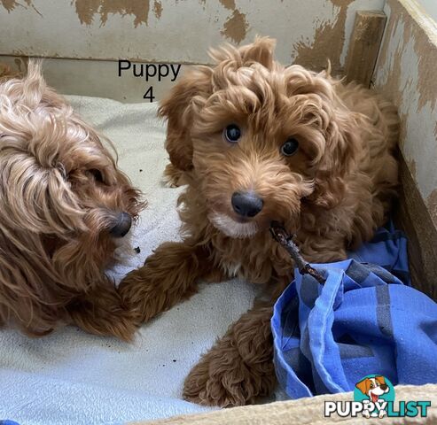 Gorgeous Male Toy Cavoodle Puppies