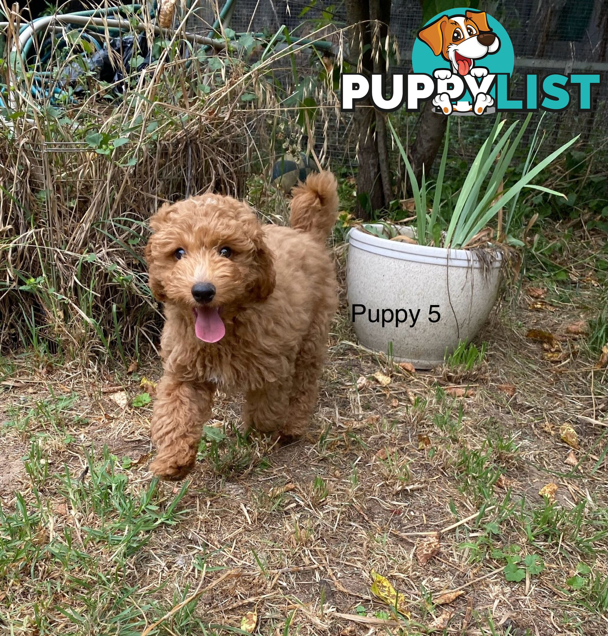 Gorgeous Male Toy Cavoodle Puppies