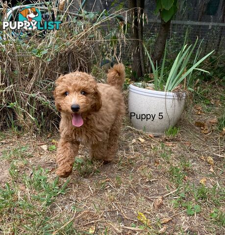 Gorgeous Male Toy Cavoodle Puppies