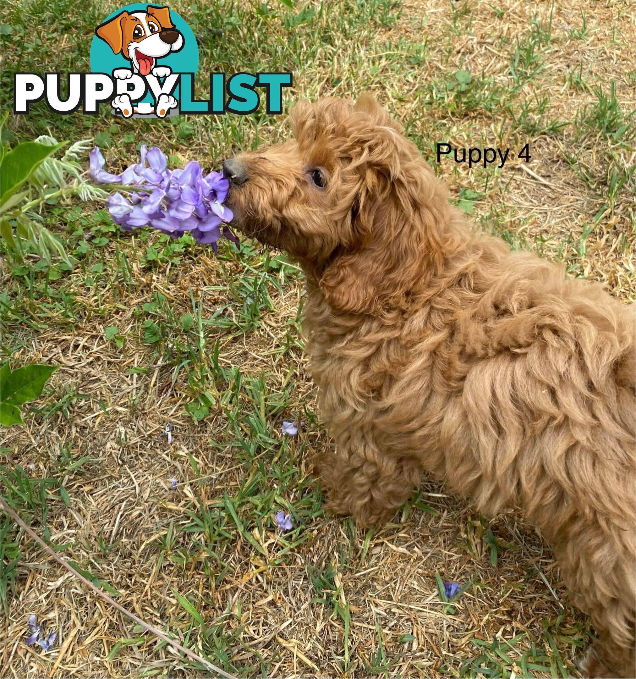 Gorgeous Male Toy Cavoodle Puppies