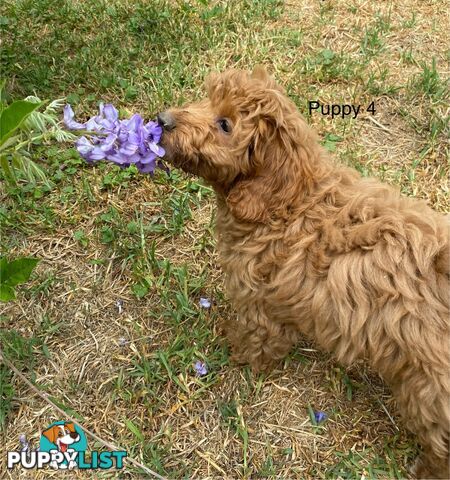 Gorgeous Male Toy Cavoodle Puppies