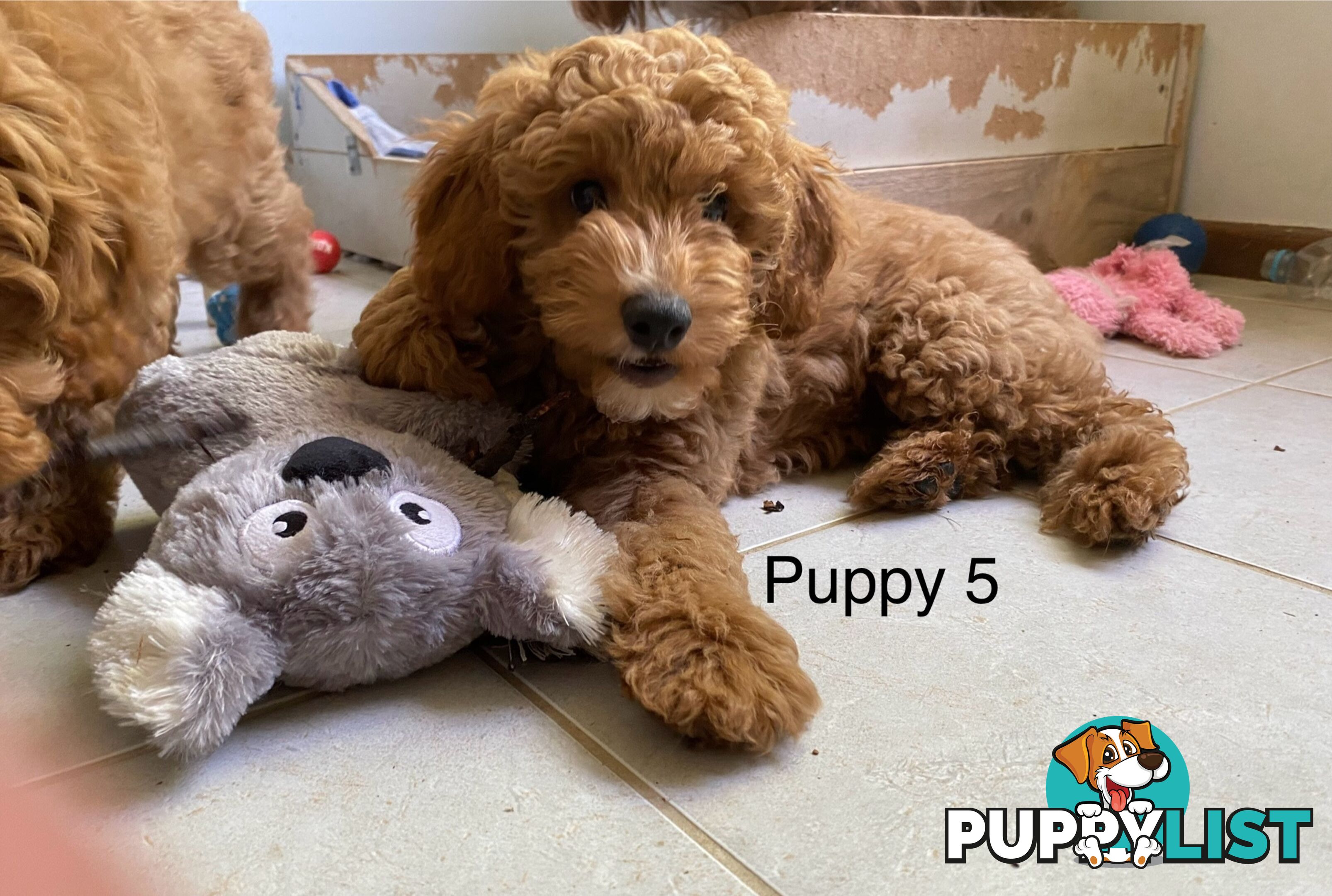 Gorgeous Male Toy Cavoodle Puppies