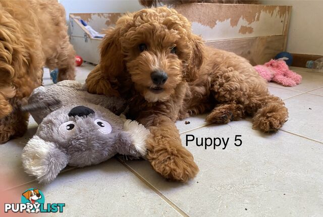 Gorgeous Male Toy Cavoodle Puppies