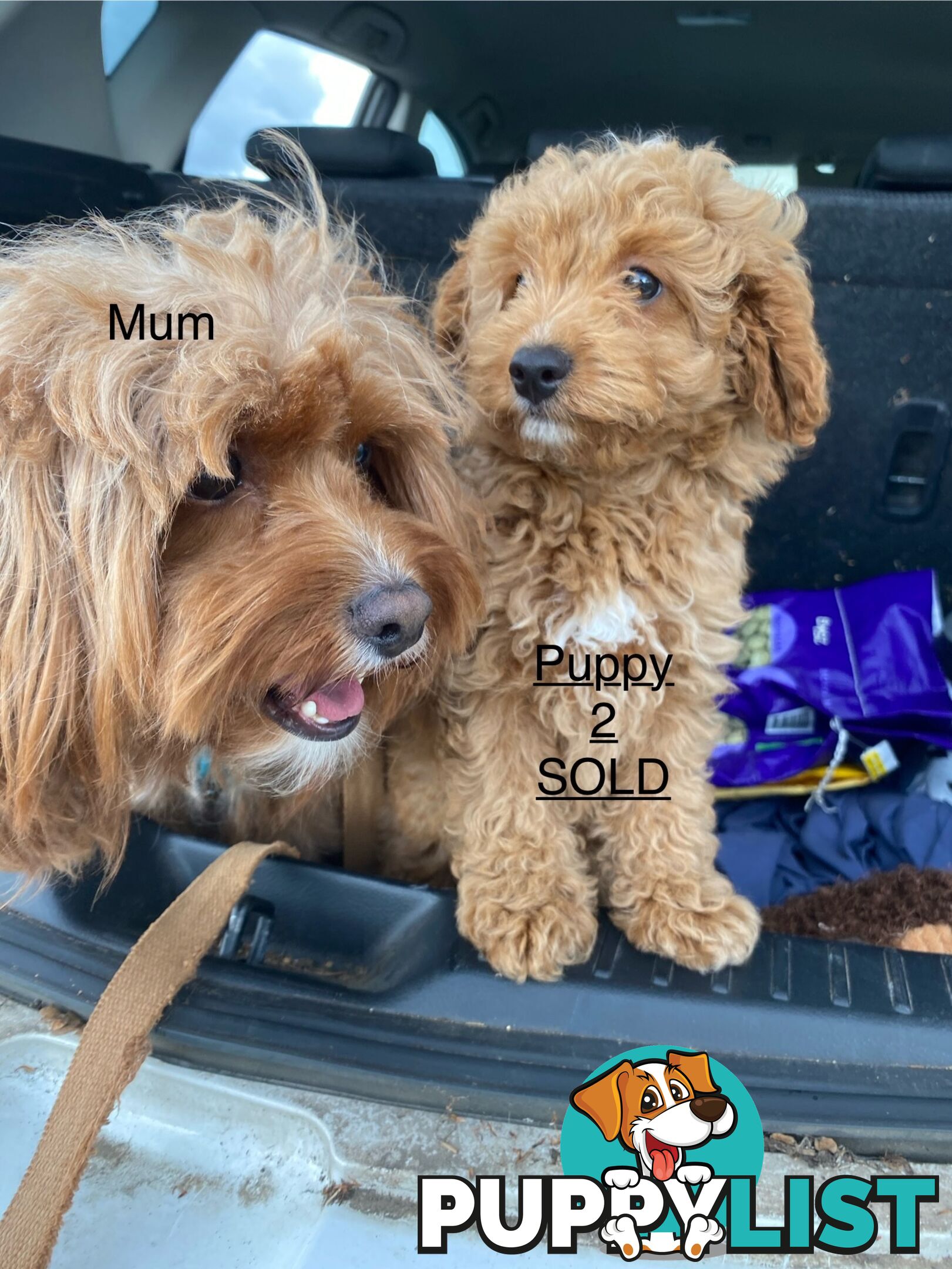 Gorgeous Male Toy Cavoodle Puppies