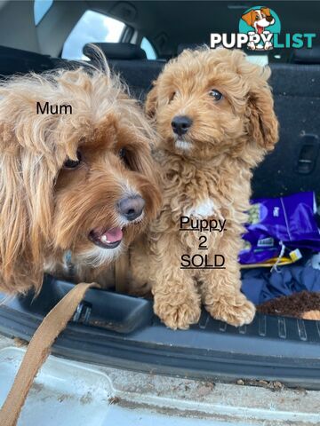 Gorgeous Male Toy Cavoodle Puppies