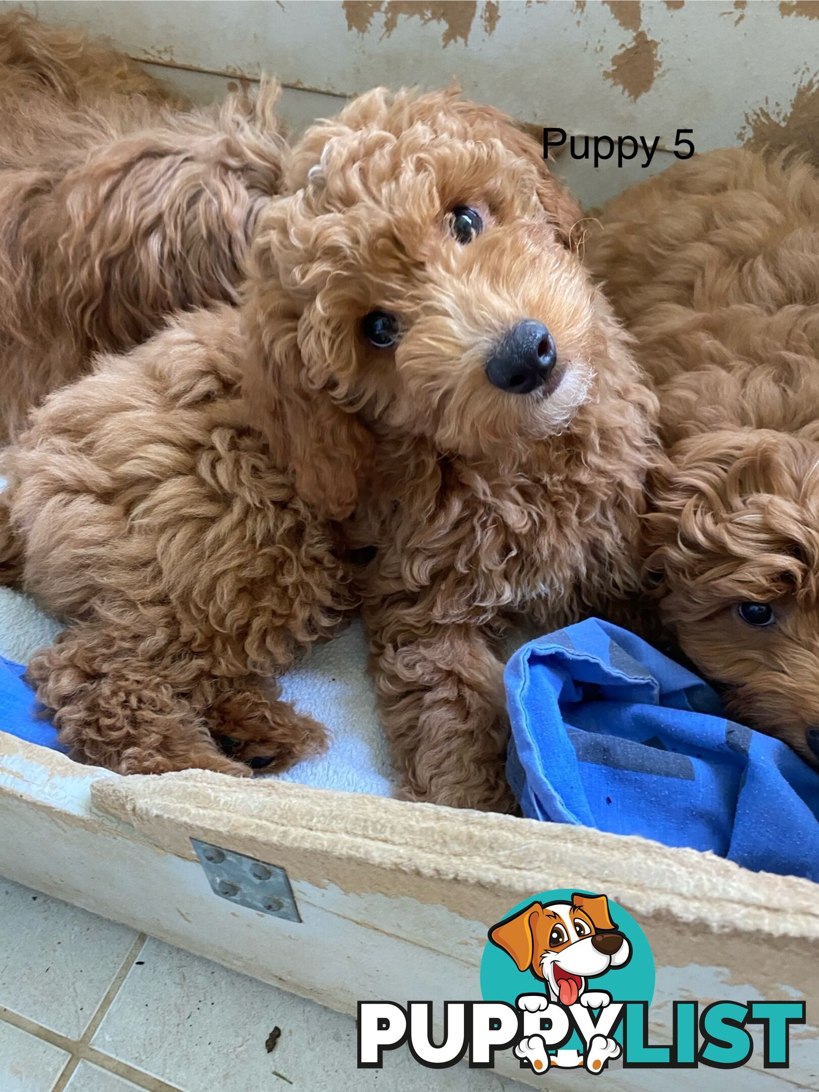 Gorgeous Male Toy Cavoodle Puppies