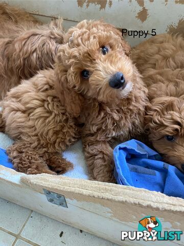 Gorgeous Male Toy Cavoodle Puppies