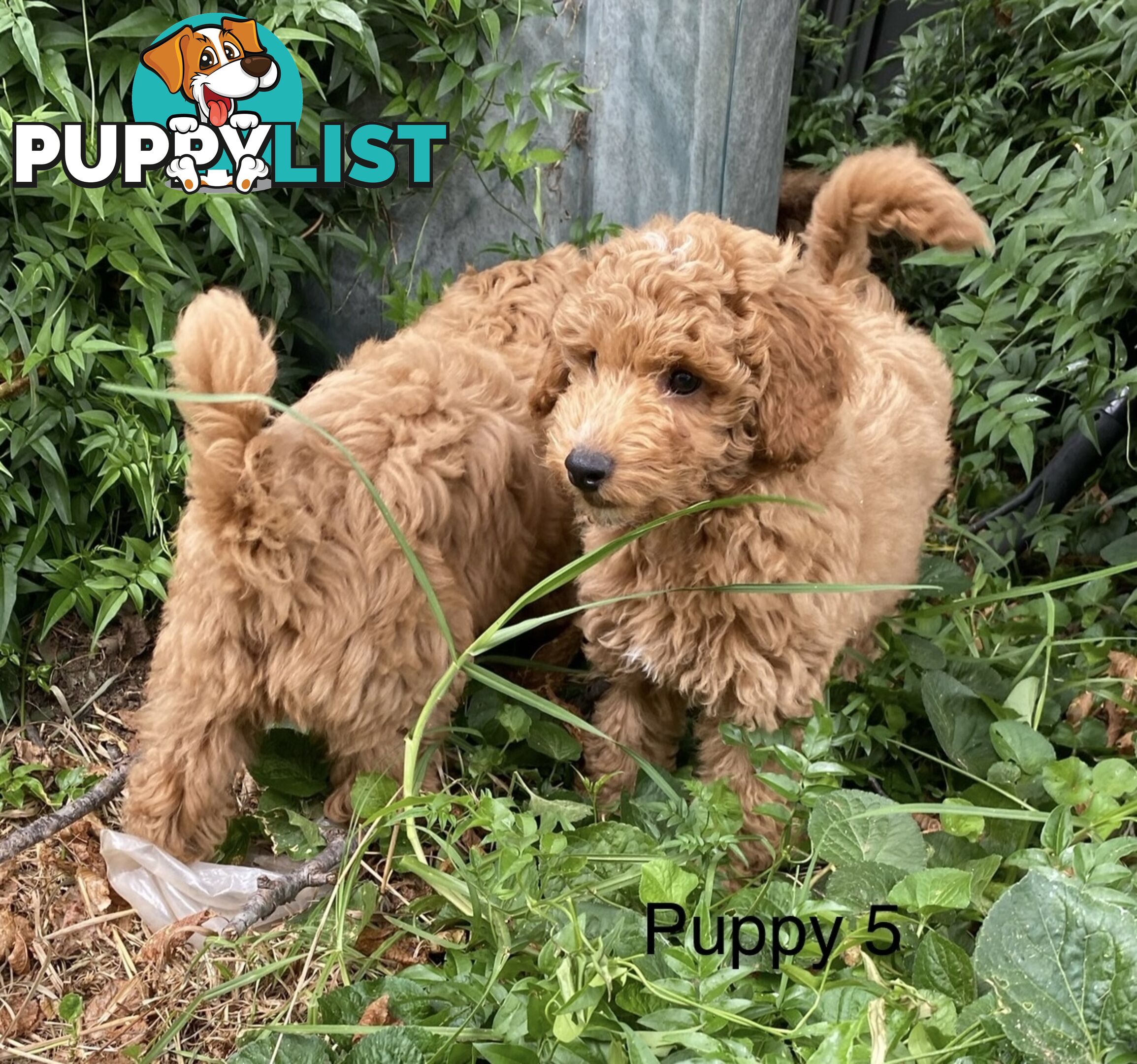 Gorgeous Male Toy Cavoodle Puppies