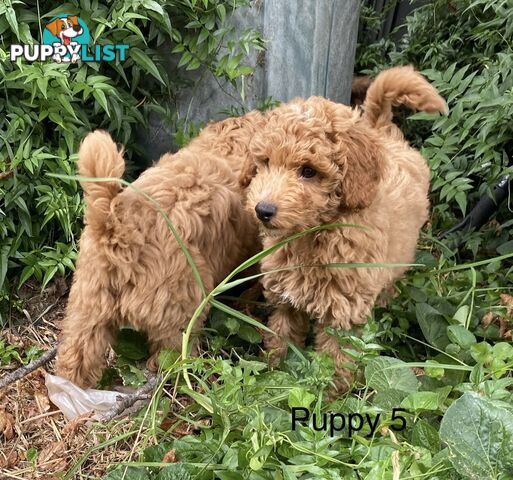 Gorgeous Male Toy Cavoodle Puppies