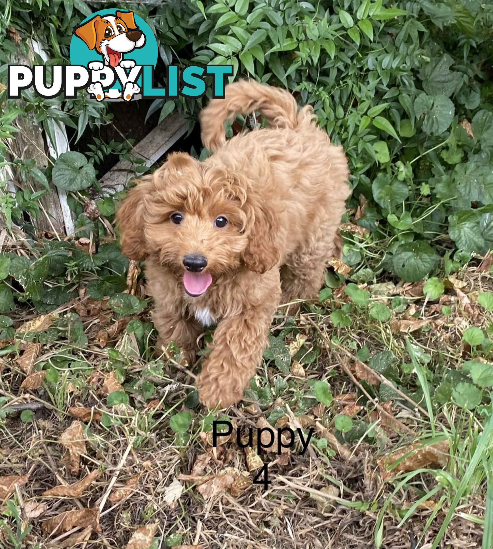 Gorgeous Male Toy Cavoodle Puppies