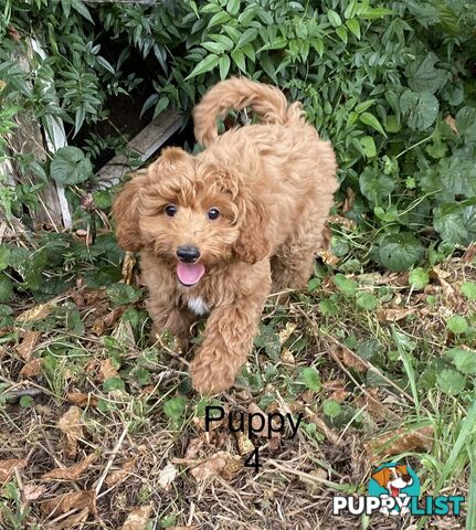 Gorgeous Male Toy Cavoodle Puppies