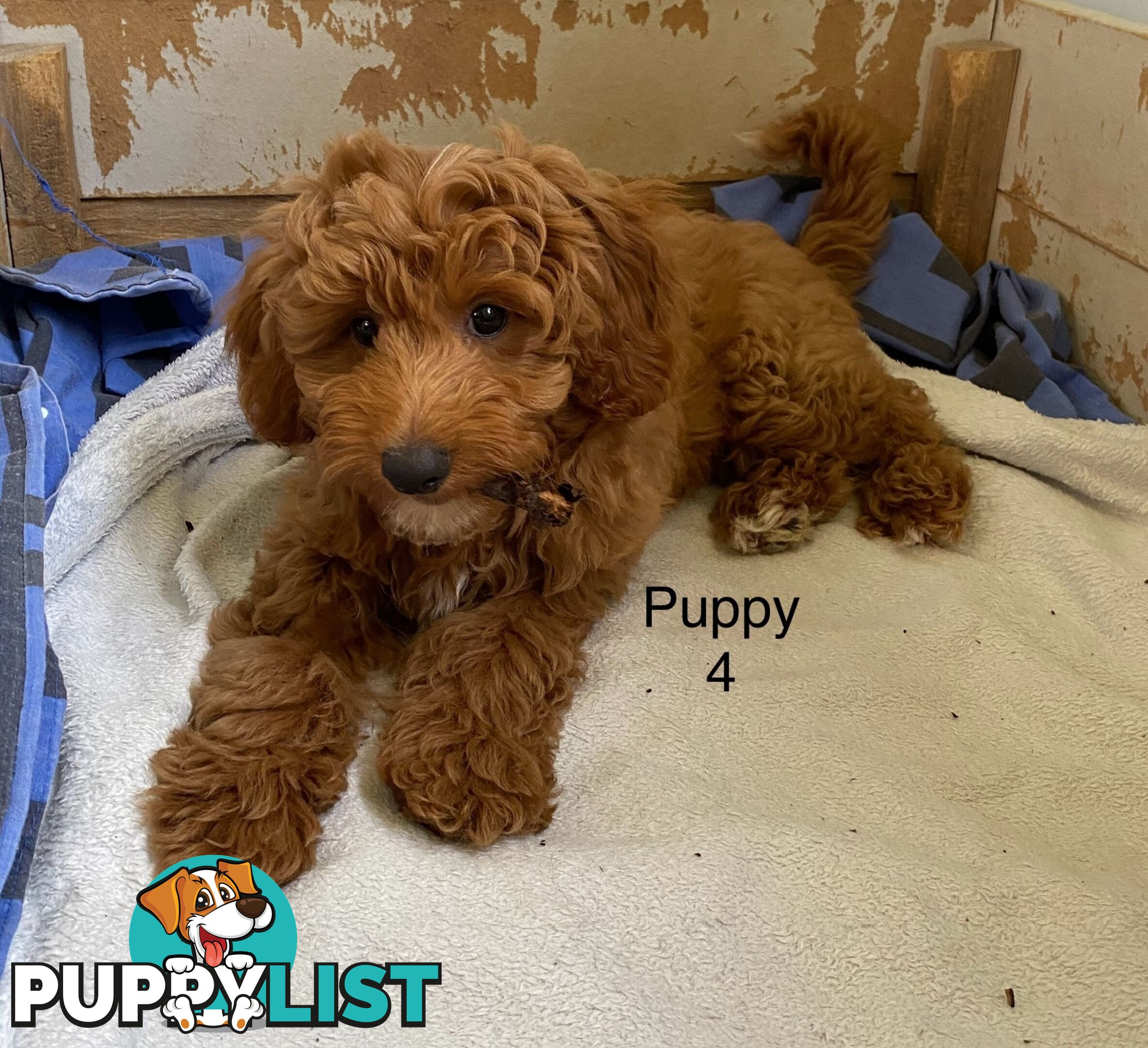 Gorgeous Male Toy Cavoodle Puppies