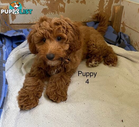 Gorgeous Male Toy Cavoodle Puppies