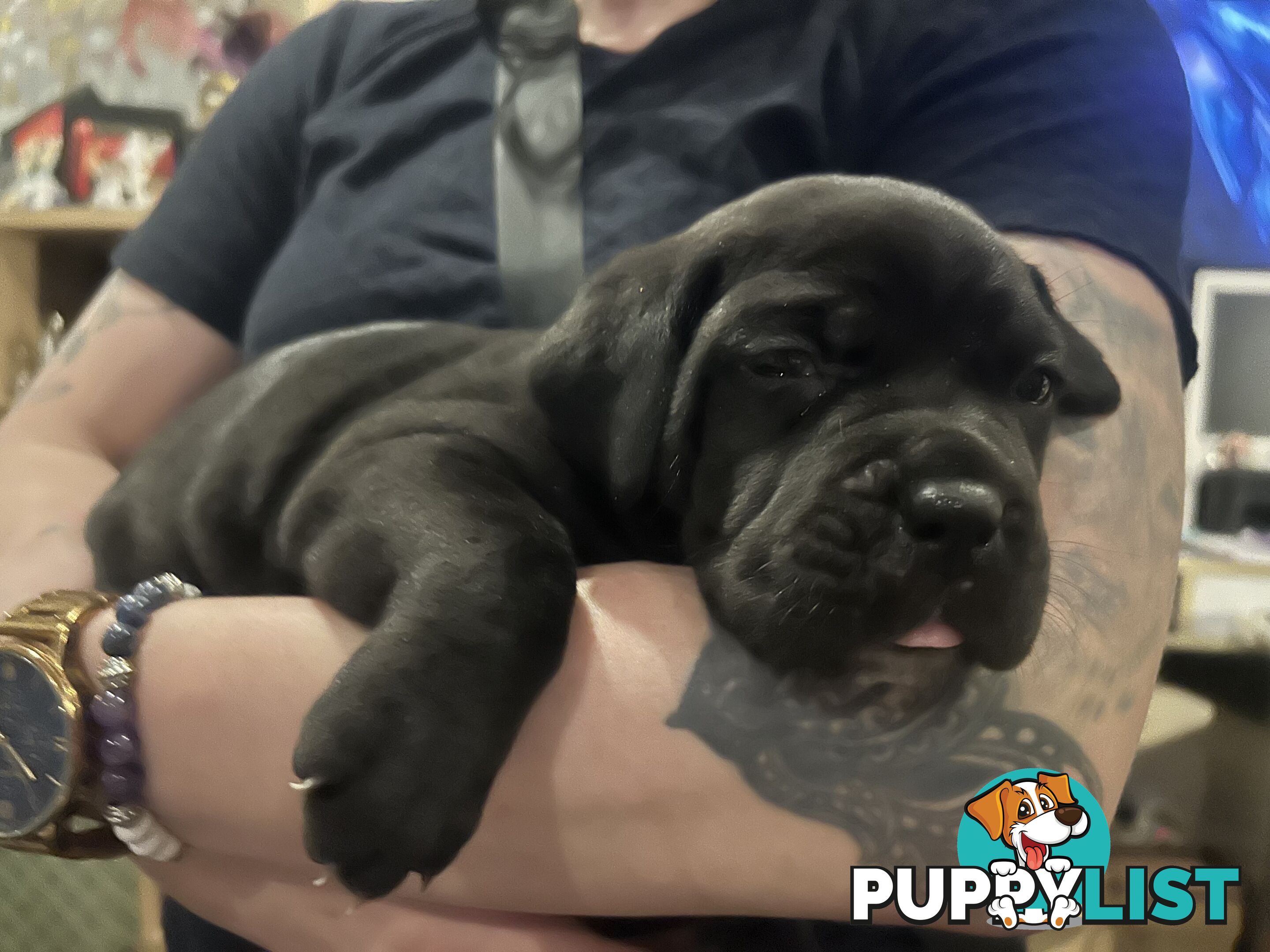 Purebred cane corso (Italian mastiff) puppies