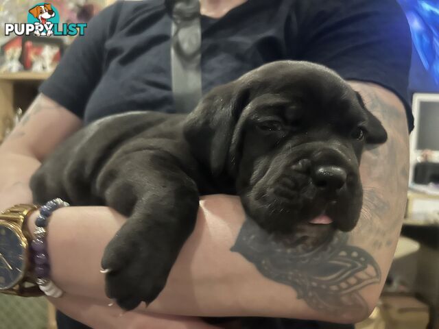 Purebred cane corso (Italian mastiff) puppies