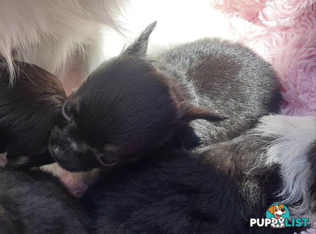 Stunning Pure Bred Long haired Chihuahuas