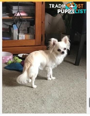 Stunning Pure Bred Long haired Chihuahuas