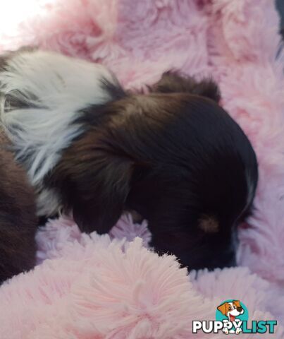 Stunning Pure Bred Long haired Chihuahuas