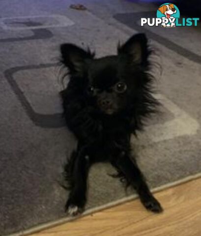 Stunning Pure Bred Long haired Chihuahuas