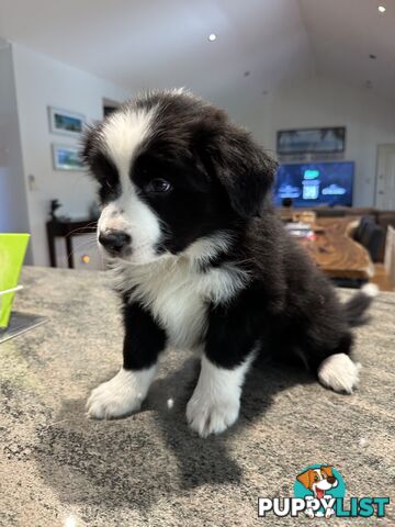 Border Collie Puppies
