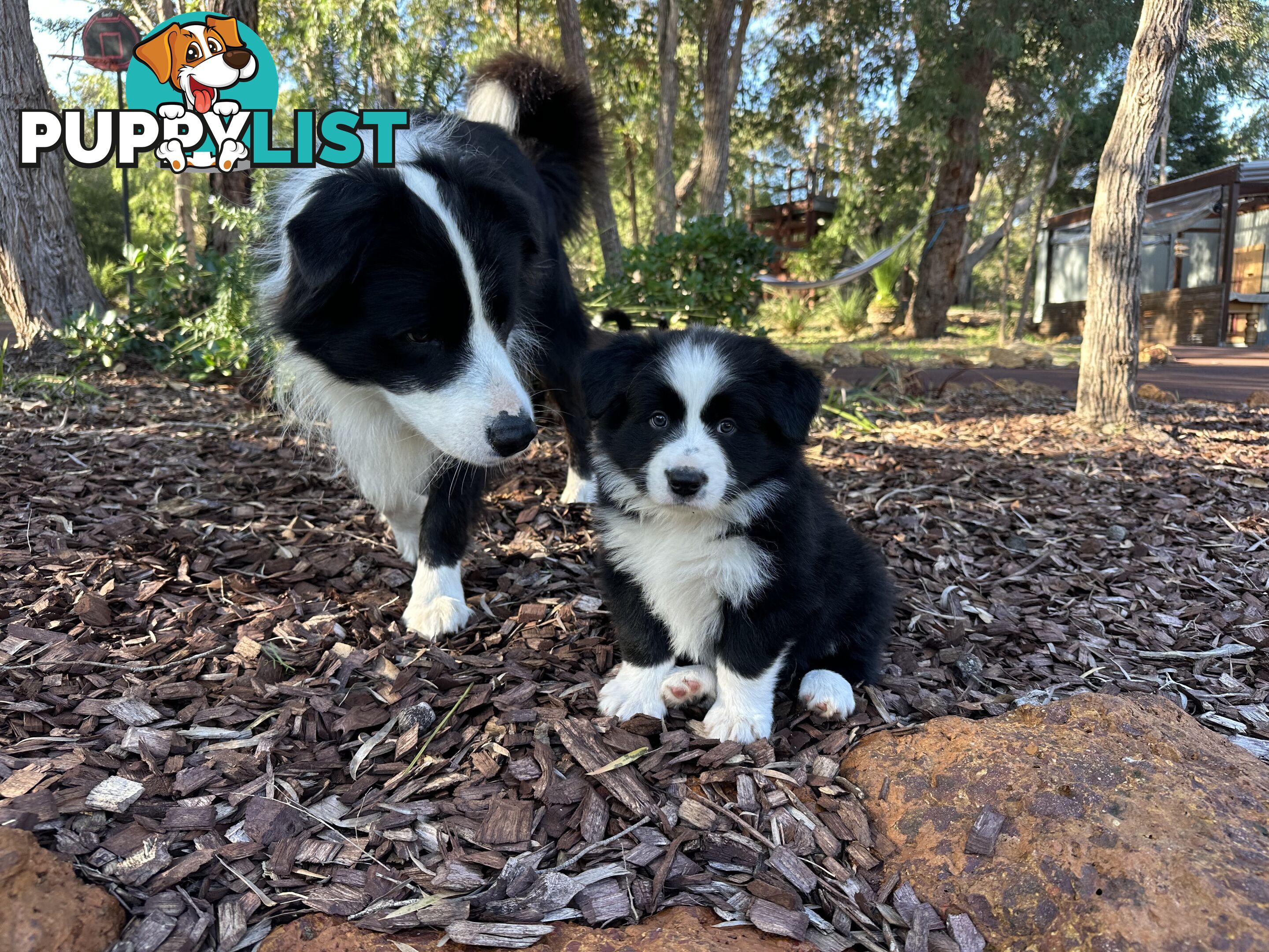 Border Collie Puppies