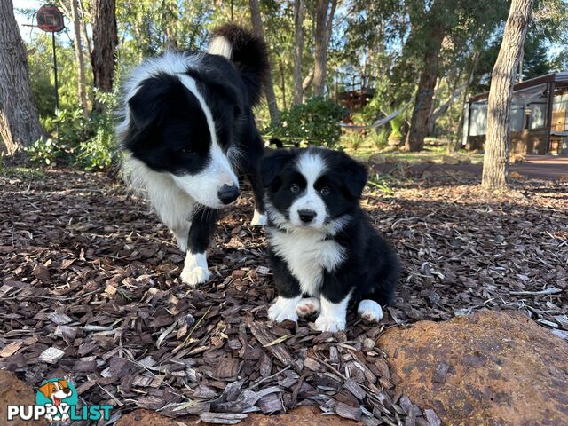Border Collie Puppies