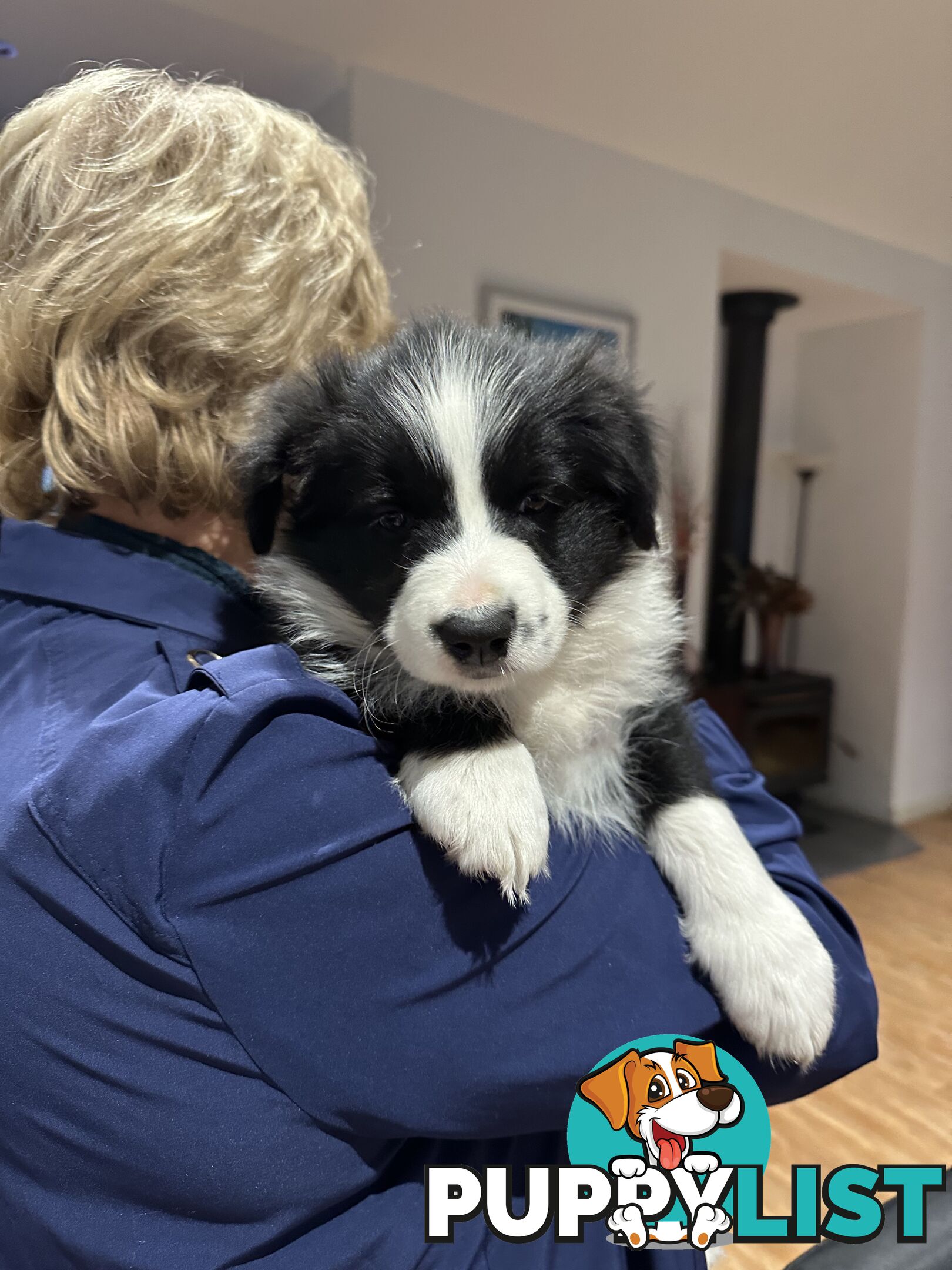 Border Collie Puppies