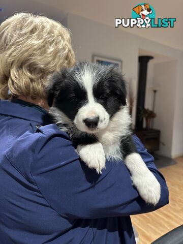 Border Collie Puppies