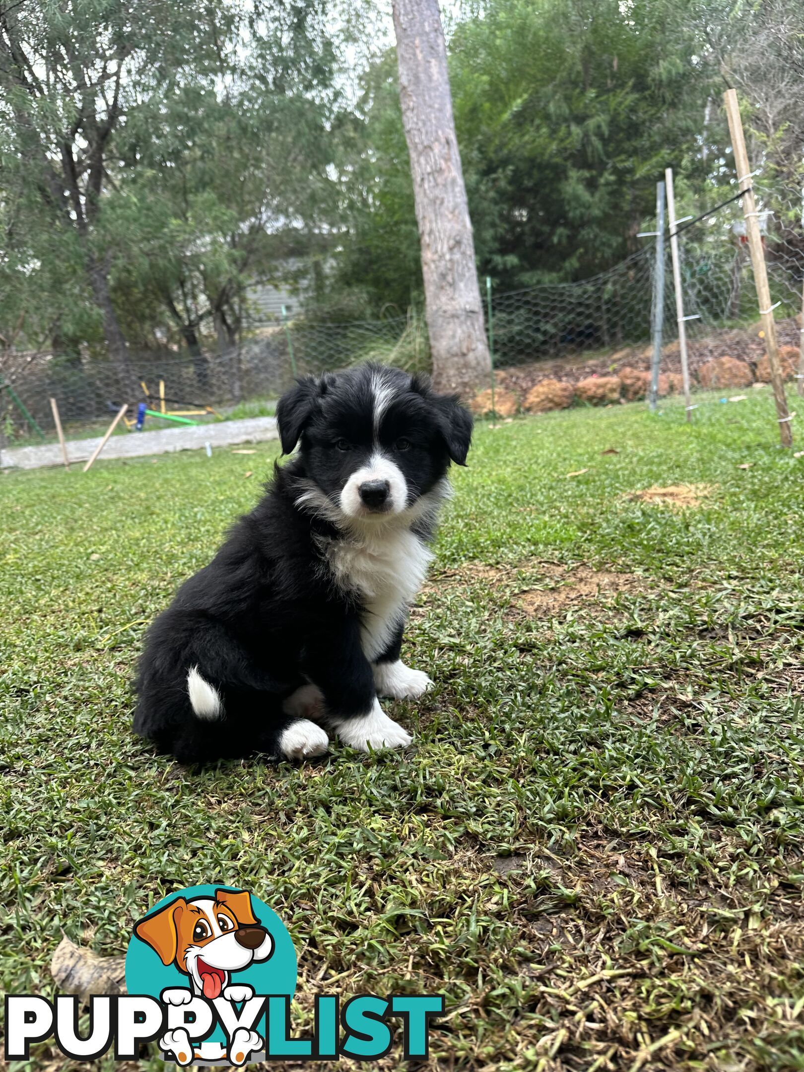 Border Collie Puppies