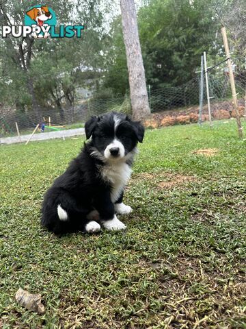 Border Collie Puppies