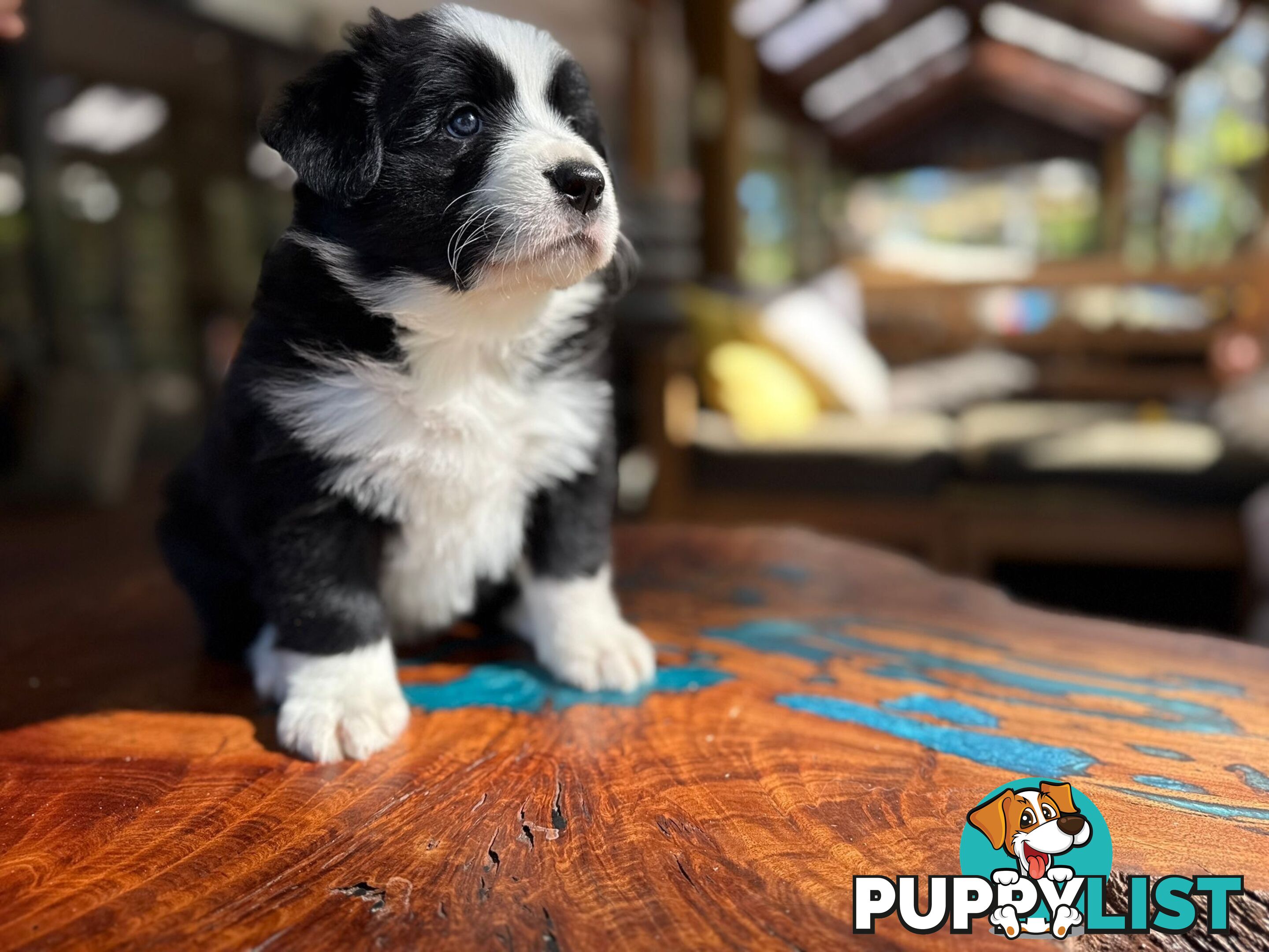 Border Collie Puppies