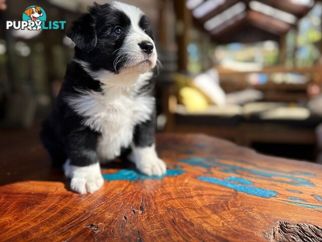 Border Collie Puppies