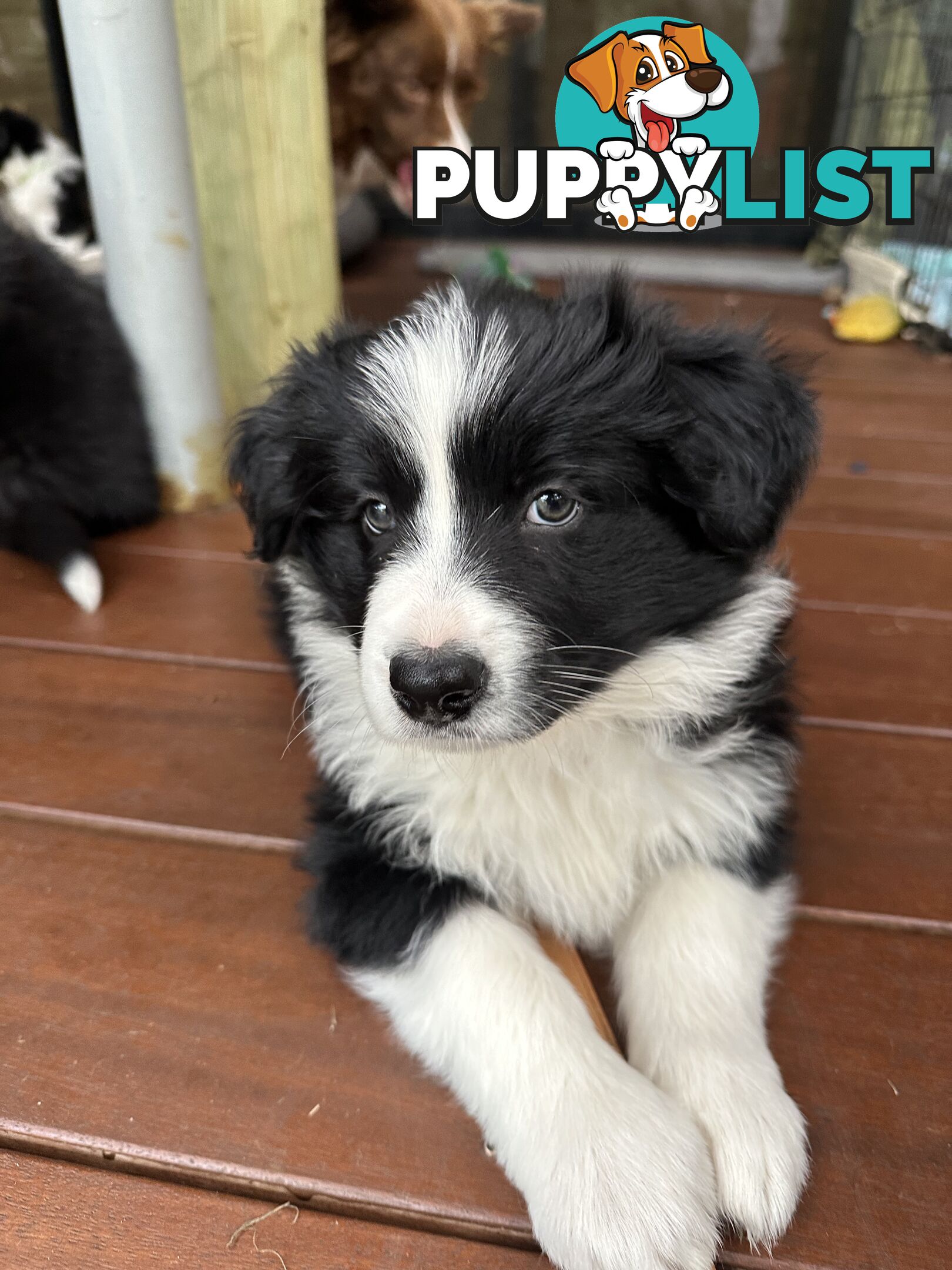 Border Collie Puppies