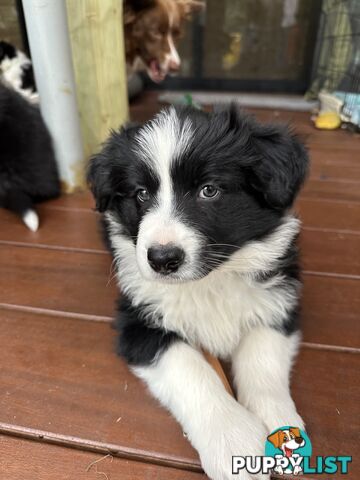 Border Collie Puppies