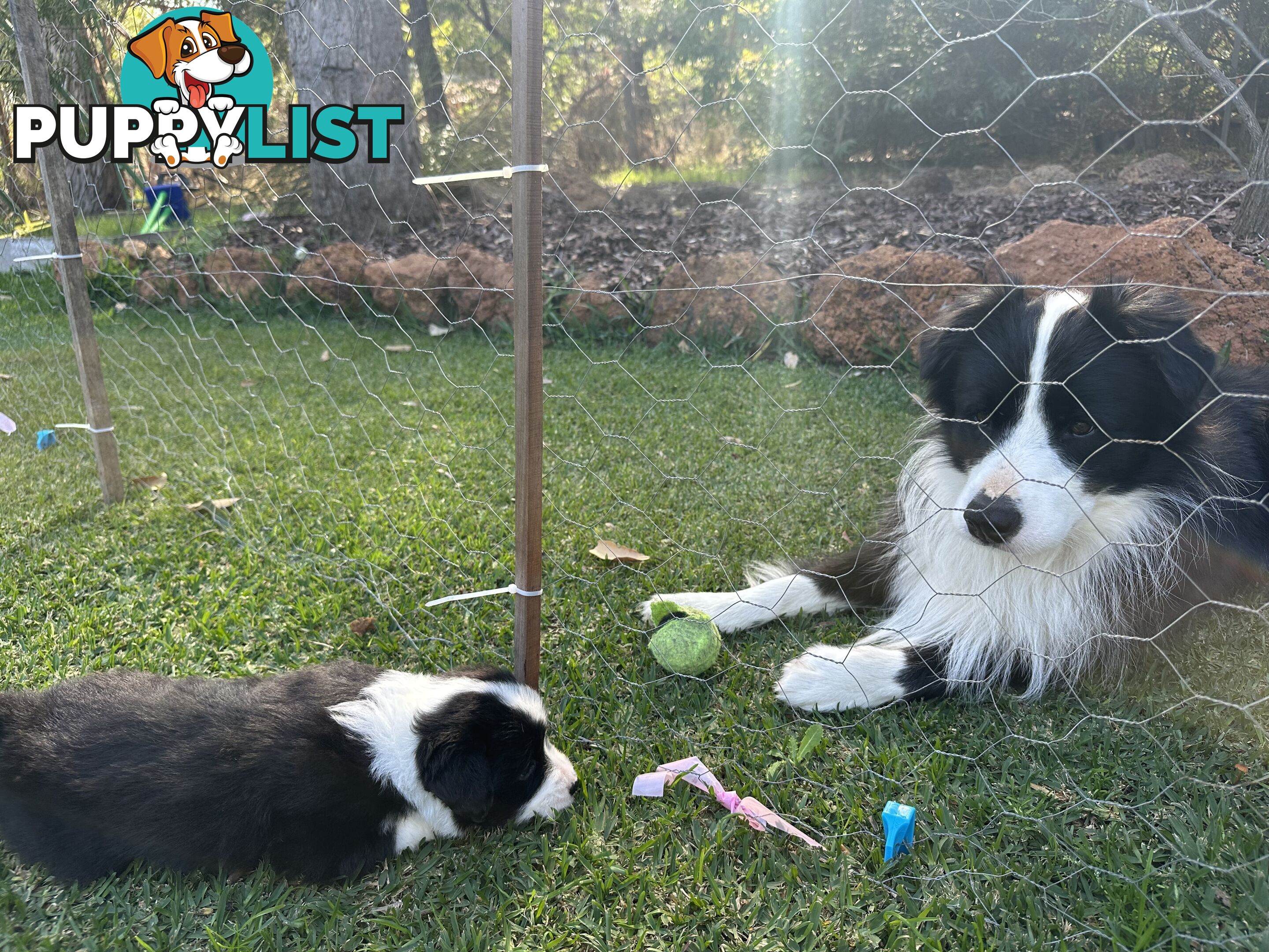 Border Collie Puppies