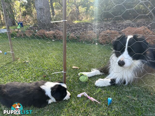 Border Collie Puppies