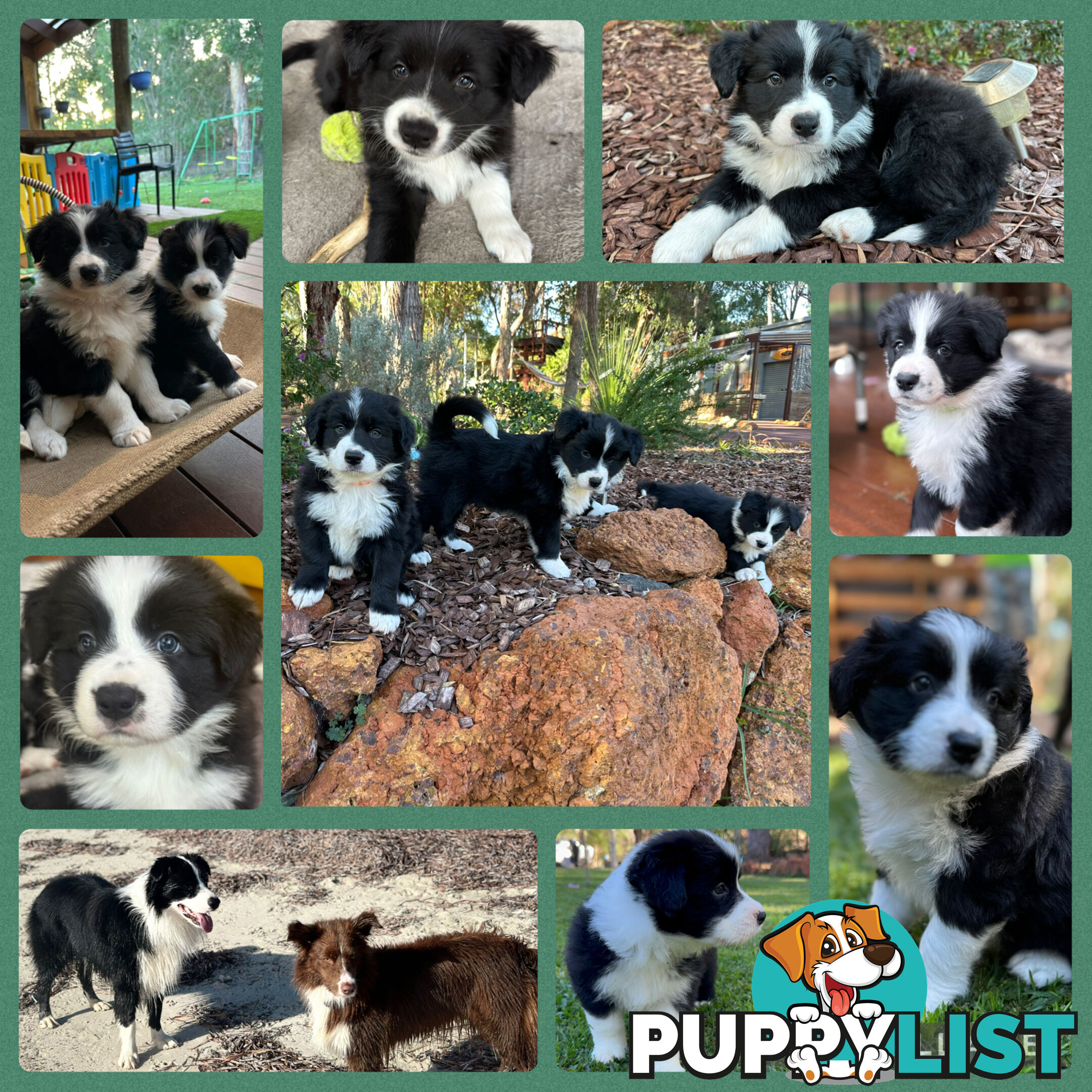 Border Collie Puppies