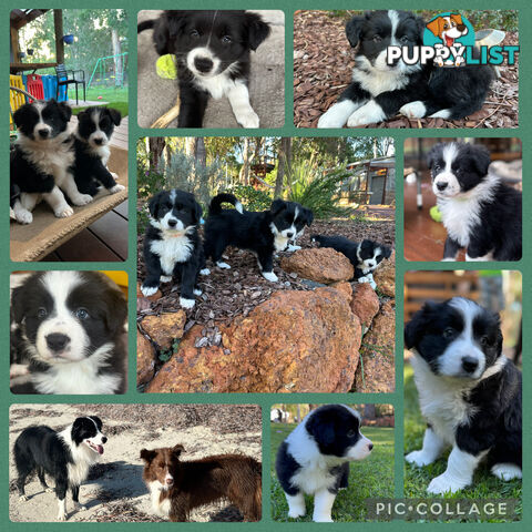 Border Collie Puppies