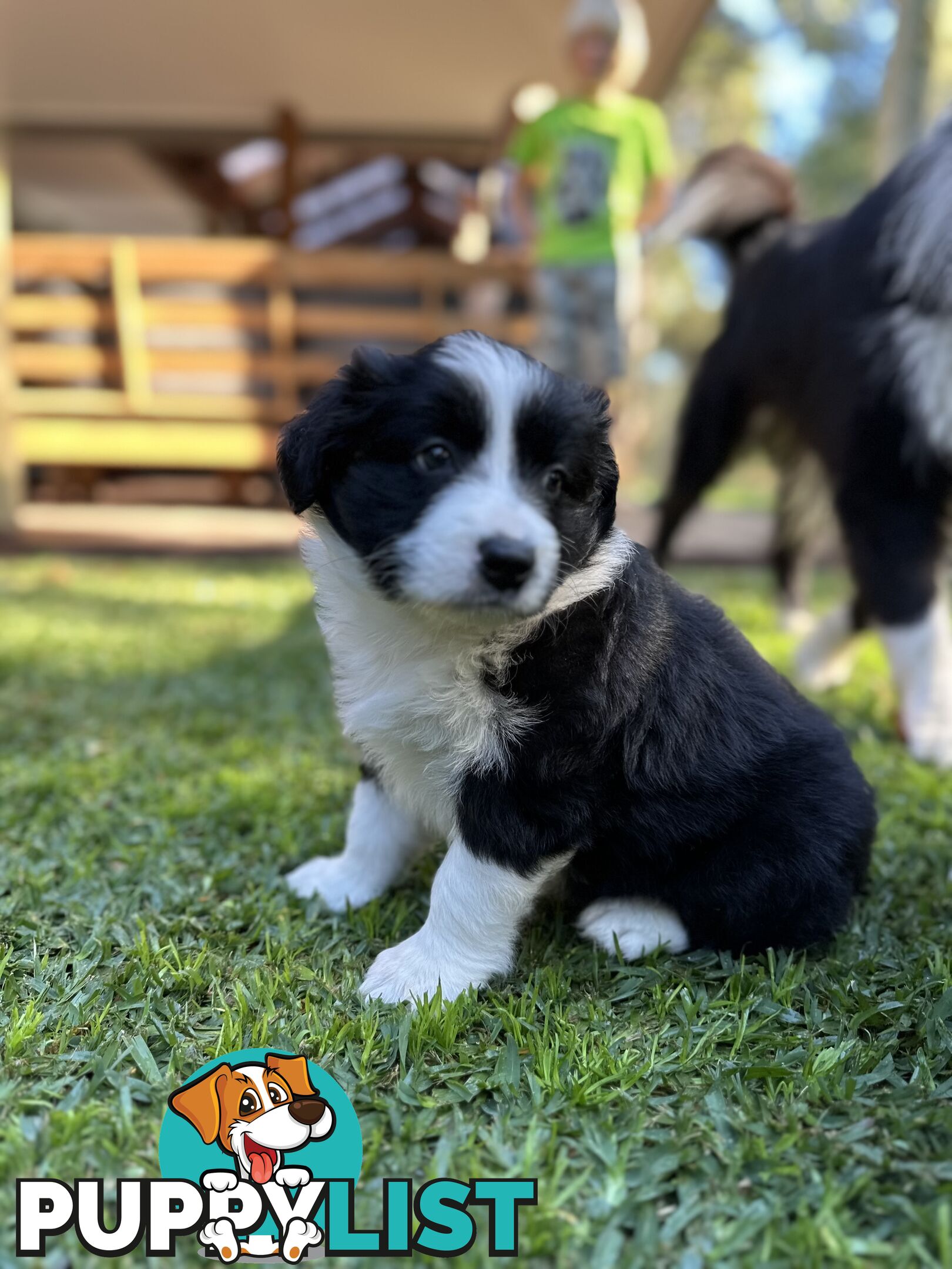 Border Collie Puppies