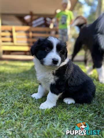 Border Collie Puppies