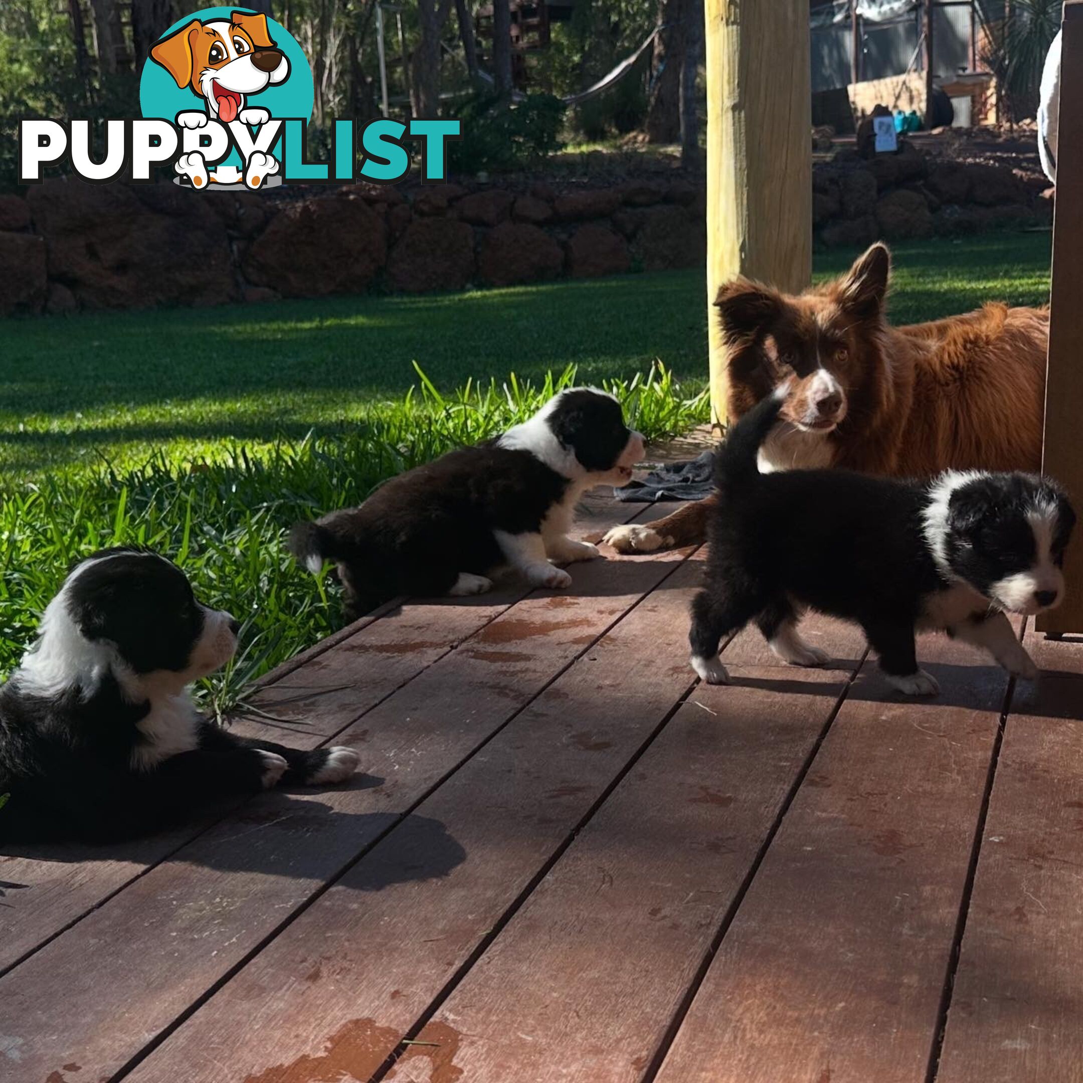 Border Collie Puppies