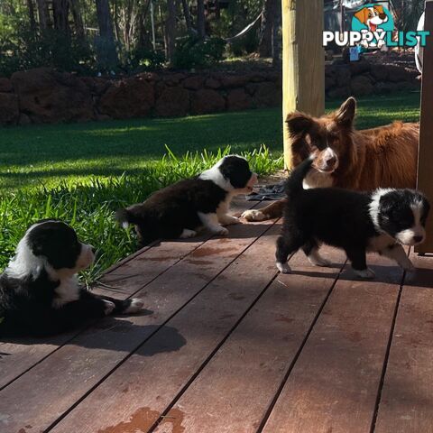 Border Collie Puppies