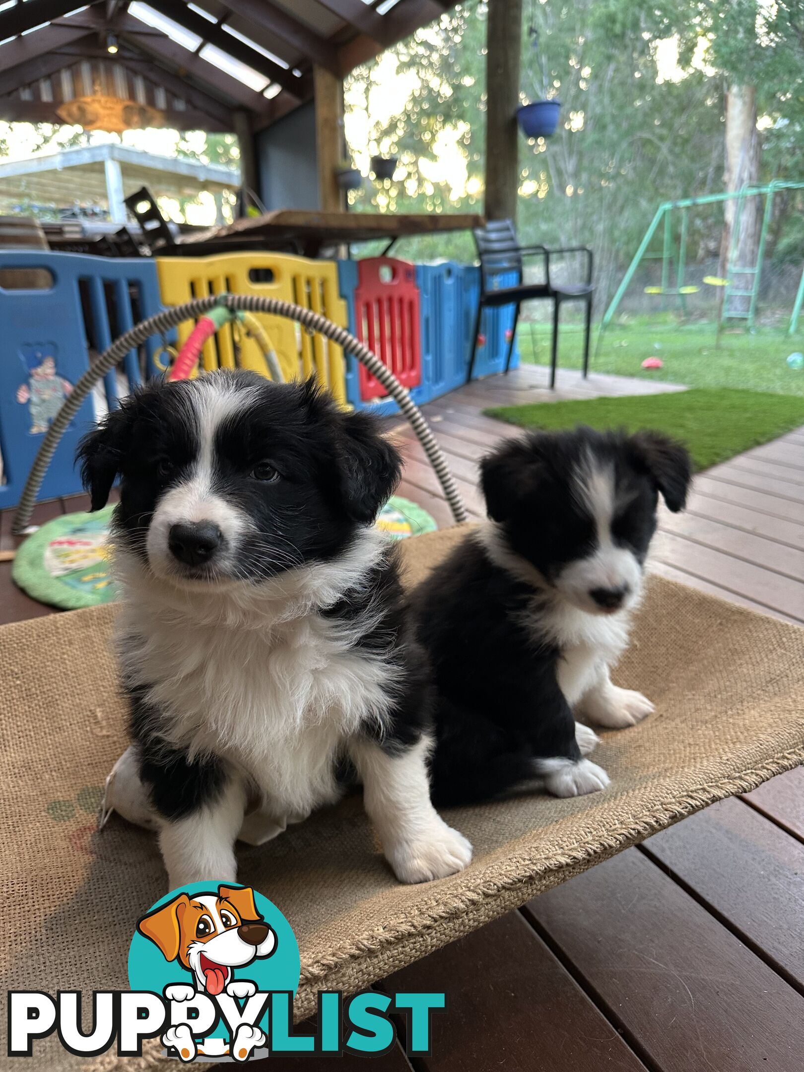 Border Collie Puppies